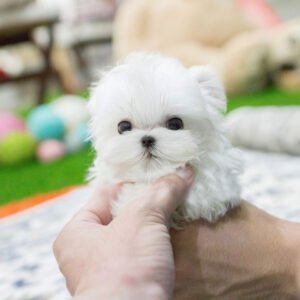 Maltese - Benny