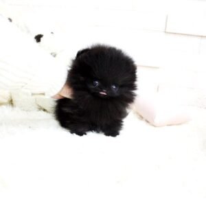 Pomeranian-  Buddy