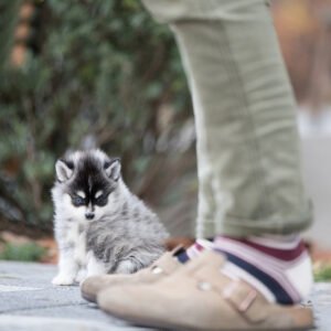Pomsky - Atlas