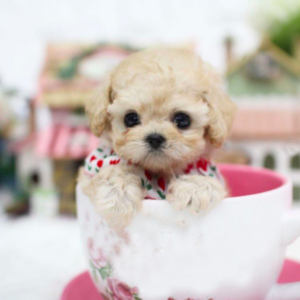 Poodle - Audrey