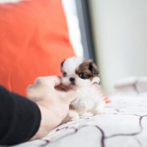 Shih Tzu - Dorothy