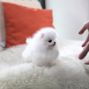 Pomeranian - Cash