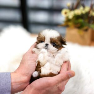 Shih Tzu - Peny