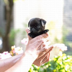 Pug - Percy