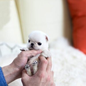 Pug - Ruby