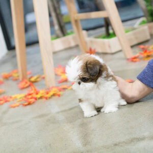 Shih Tzu - Stella