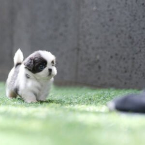 Shih Tzu - Zorro