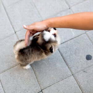 Pomsky - Bella