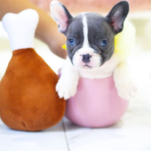 French Bulldog-Kylie