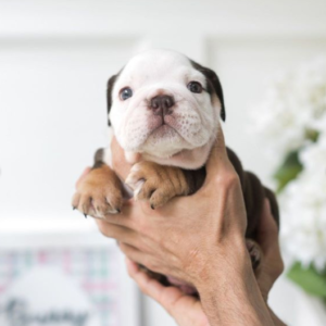 English Bulldog-Nikki