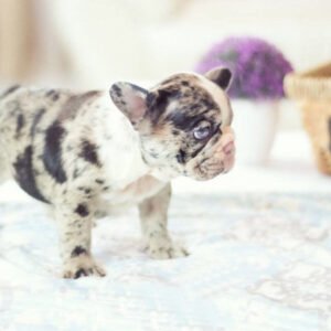 French Bulldog-Miss Galaxy